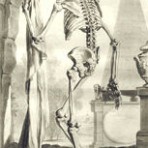 The Anatomy of Humane Bodies with Figures drawn after the life (AMS104L)