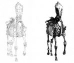 Anatomy of the Horse (AMS105L)
