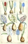 Florilegium Amplissumum et Selectissimum (BH104L)