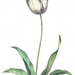 The British Herbal (BH111L)