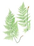 Nature Printed Ferns (BH121L)