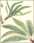 Cassells European Ferns (BH124)