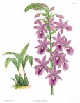 Illustrious Orchid Albumn (BH132L)