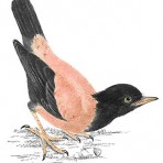 The Birds of Great Britain original watercolours (BI101)