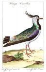 Histoire Naturelle des Oiseaux (Natural History of Birds) (BI102)