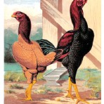 Cassells Book of Poultry (BI110)
