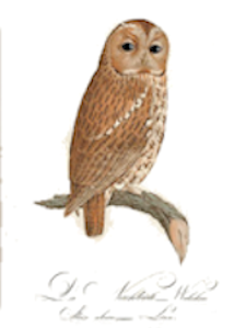 Teutsche Ornithologie oder Naturges Chichte (BI114L) – Book of Birds