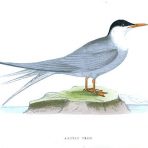 A History of British Birds (BI119L)