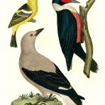 American Ornithology (BI120)