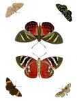 Papillons Exotiques des Trois parties (BU101)