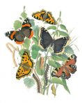 Cassells Book of European Butterflies and Moths (BU104)
