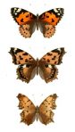 Histore Naturelle des Lepidopteres d’Europe (BU107) – Natural History of European Lepidoptera