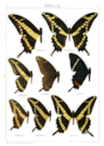 Die Gross-Schmetterlinge der Erde (BU108) – The Big Butterflies of the Earth