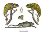 Naturgeschichte und abbildungen der reptilian (NH107)