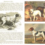 Illustrated Book of the Dog (NH115)