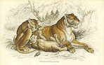 The Naturalist’s Library of Big Cats (NH132)