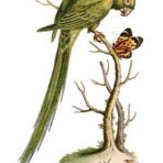 Natural History of Uncommon Birds (ST102L)
